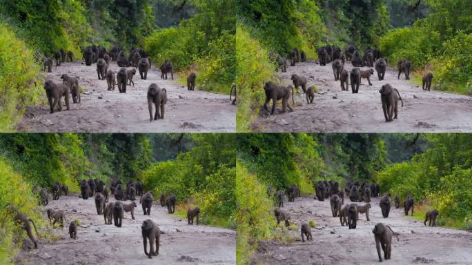 一群狒狒走在坦桑尼亚森林里的土路上