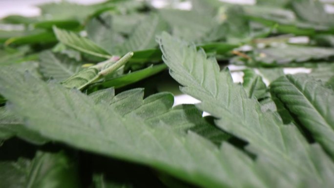 大量的绿色大麻叶子靠近背景。医疗大麻