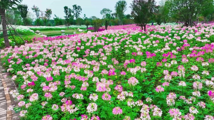 口袋公园生态醉蝶花海