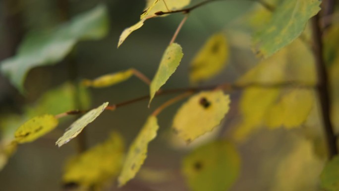 黄色的叶子在模糊的棕色森林背景上。大地色调，自然色。墙纸片段。金色的树，秋天的背景。副本的空间。彩色