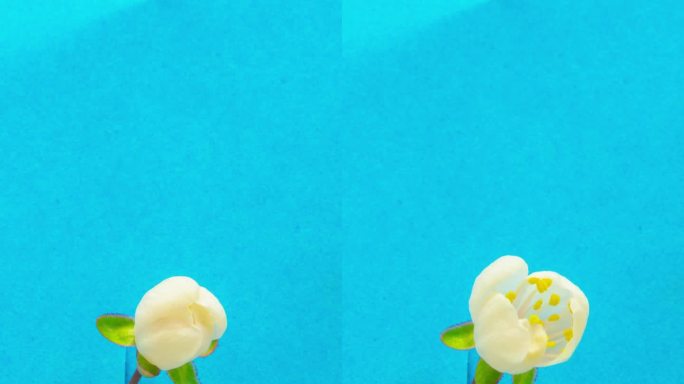 一棵梅树的花朵在蓝色的背景上绽放和生长。梅花盛开的花朵。垂直延时9:16比例手机和社交媒体就绪。