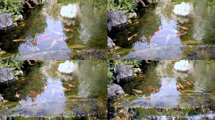 杭州径山寺许愿池锦鲤游泳慢镜头