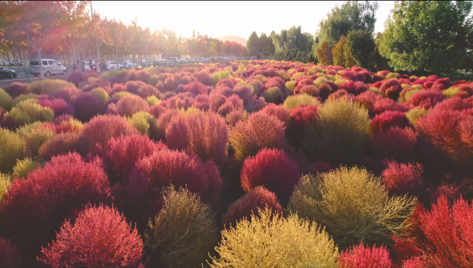 暖阳下的地肤草花海 唯美逆光氛围感