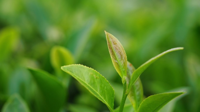 茶叶生产制作全流程