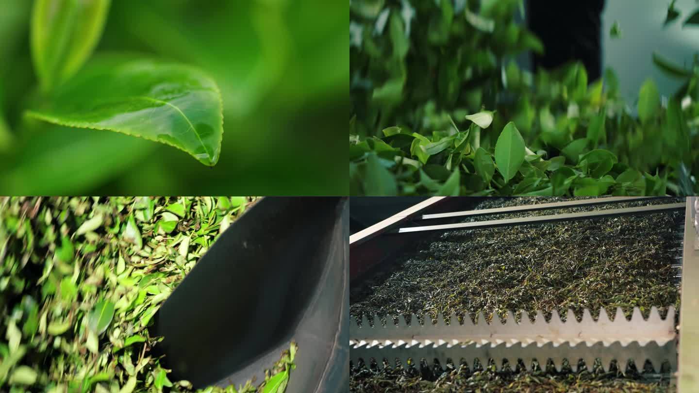 茶叶生产制作全流程