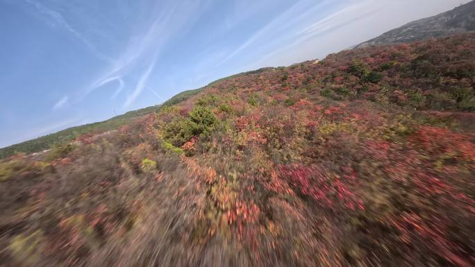 穿越机航拍秋天高山红叶贴近特写冲击力4K