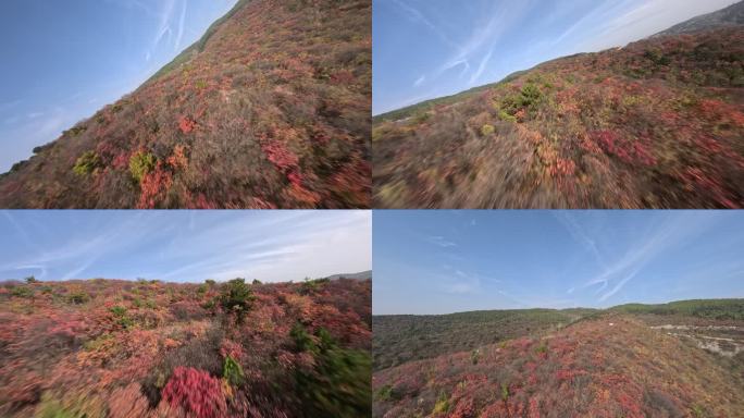 穿越机航拍秋天高山红叶贴近特写冲击力4K