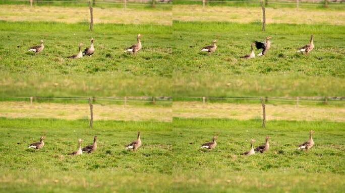 家庭聚会:灰腿鹅和小鹅在草地上的避风港