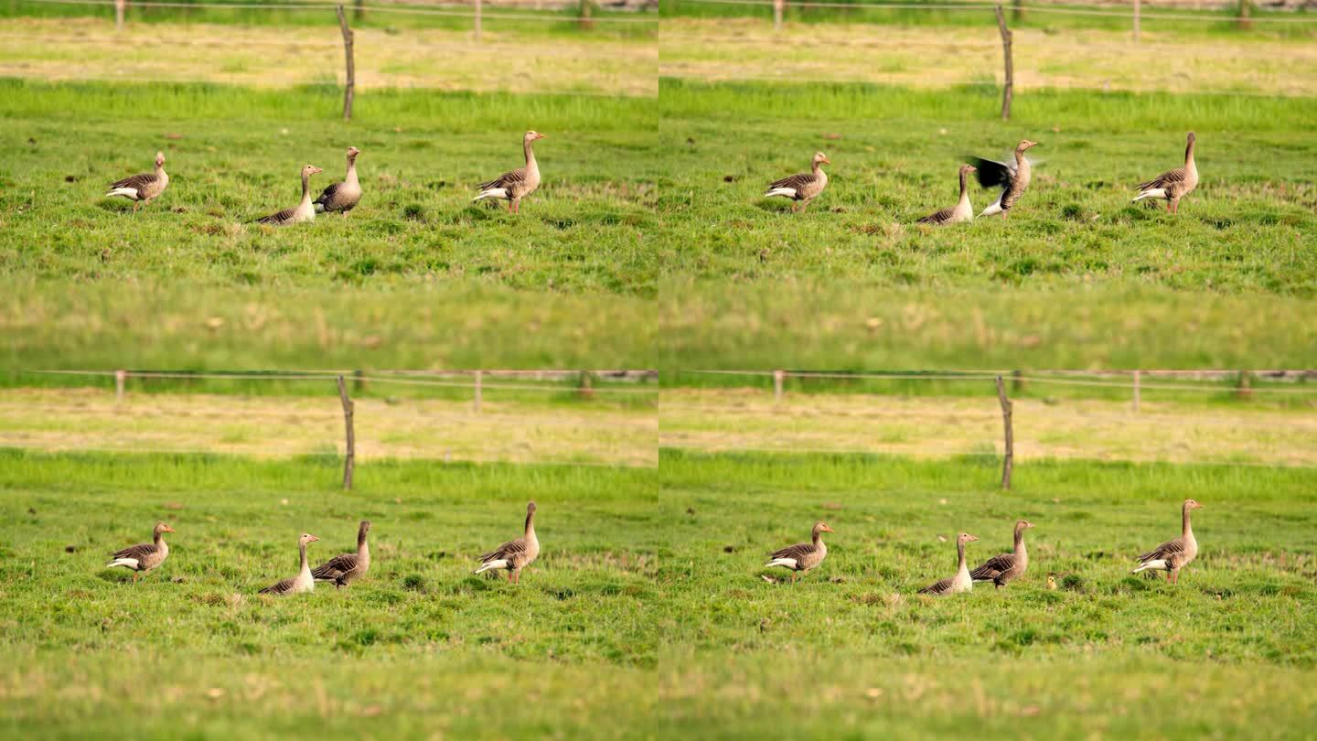 家庭聚会:灰腿鹅和小鹅在草地上的避风港