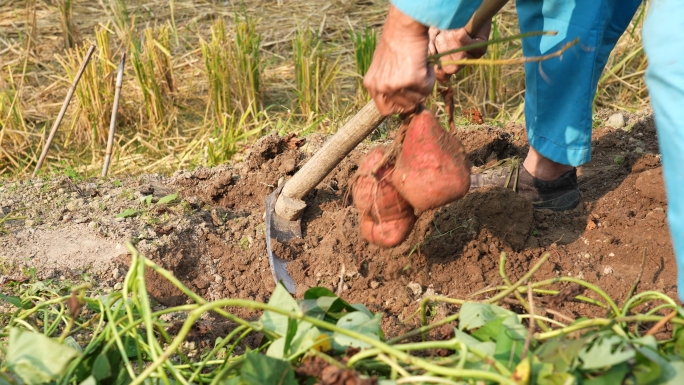 绍兴市越城区诸暨枫桥王村番薯丰收