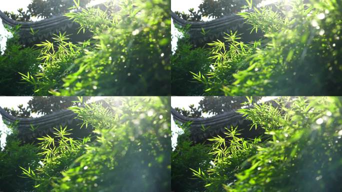 阳光下江南园林竹子竹叶竹林阳光光影和意境