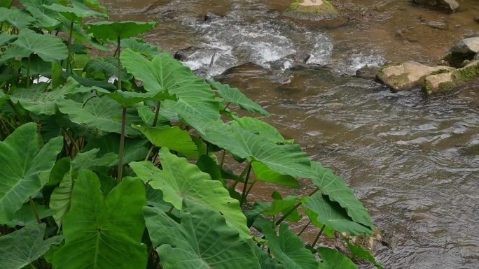 美丽的河流瀑布和森林中的植物，清晨的慢动作自然背景