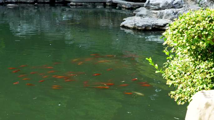 江南园林南京瞻园庭院中的池塘和假山石风光