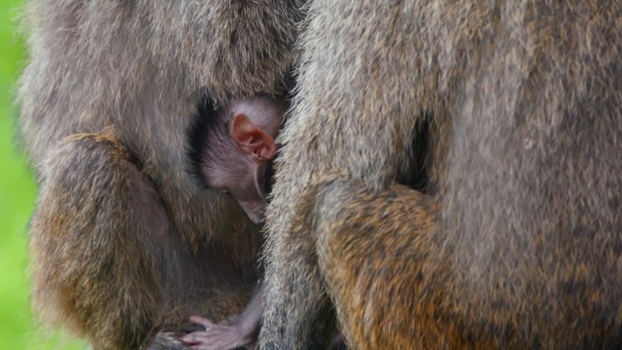 坦桑尼亚森林里橄榄狒狒家族和幼崽的特写
