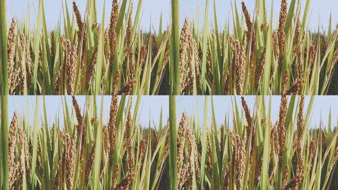 4k，收获季节成熟的稻田，近距离特写