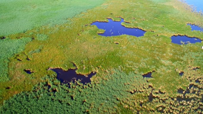 鸟瞰克罗地亚Vransko湖自然公园的芦苇