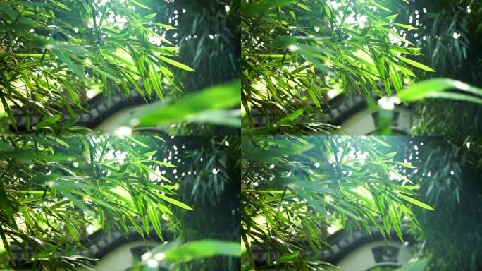 江南园林竹子竹叶阳光下的的炫光光影