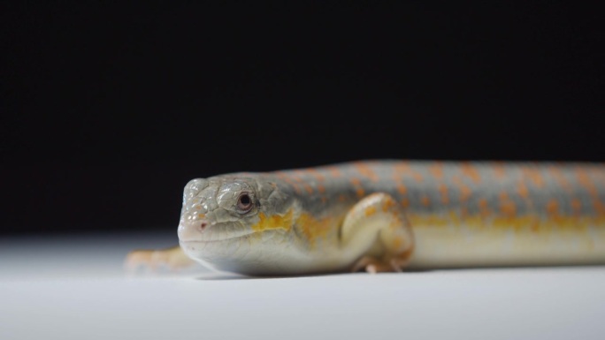 可爱的彩色爬行动物，蜥蜴与灰色和橙色的皮肤，近距离，4k