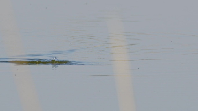 水上芭蕾:大冠灰头鹭在水面下游泳和潜水