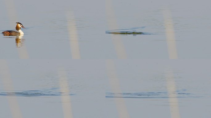 水上芭蕾:大冠灰头鹭在水面下游泳和潜水