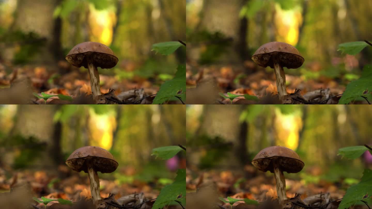 孤独的蘑菇在秋天森林的背景下