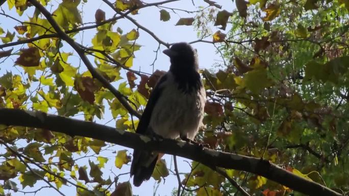 一只灰黑色的乌鸦坐在树枝上呱呱叫着，这一幕被捕捉到了。