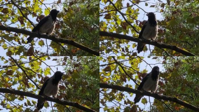 一只灰黑色的乌鸦坐在树枝上呱呱叫着，这一幕被捕捉到了。