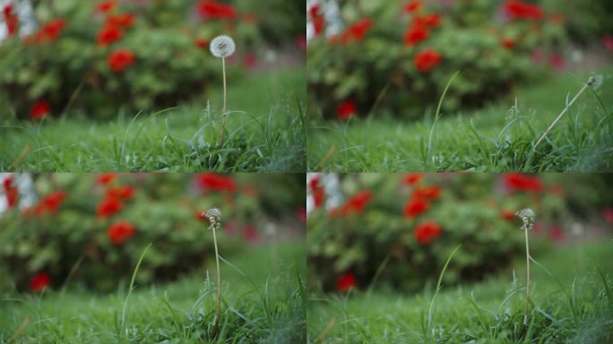 一朵蒲公英在绿色的草地上张开并释放着它的种子，背景是红色的花朵。