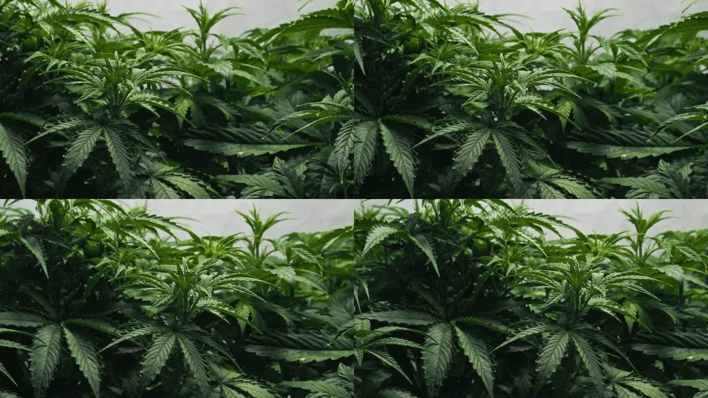 温室中种植医用大麻的灌木，大麻的叶子和芽