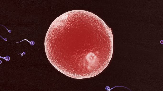 7K宽屏精子与卵子受精卵三维场景