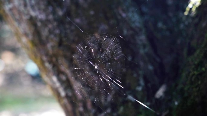 林间蜘蛛网