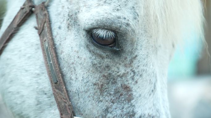 白马 眼睛 马儿眼睛 白龙马 动物 马匹