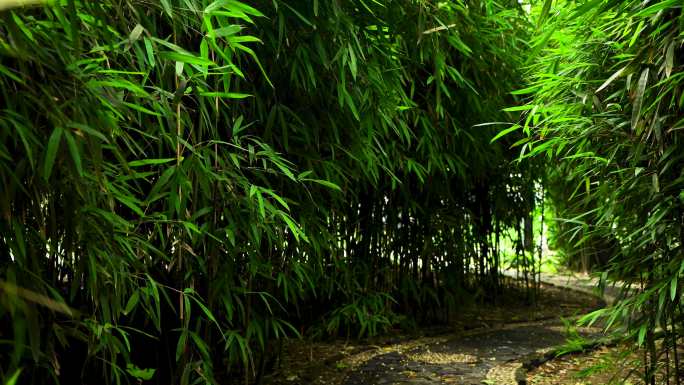 江南园林竹林竹子竹叶的绿色禅意氛围