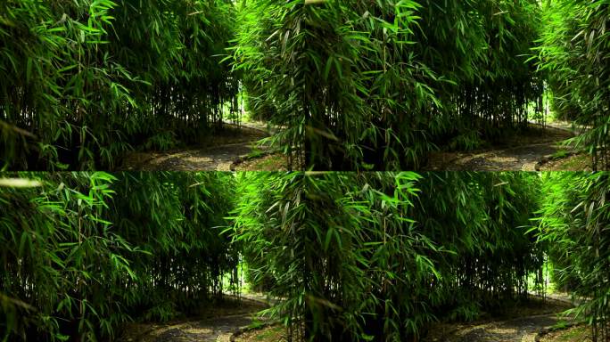 江南园林竹林竹子竹叶的绿色禅意氛围