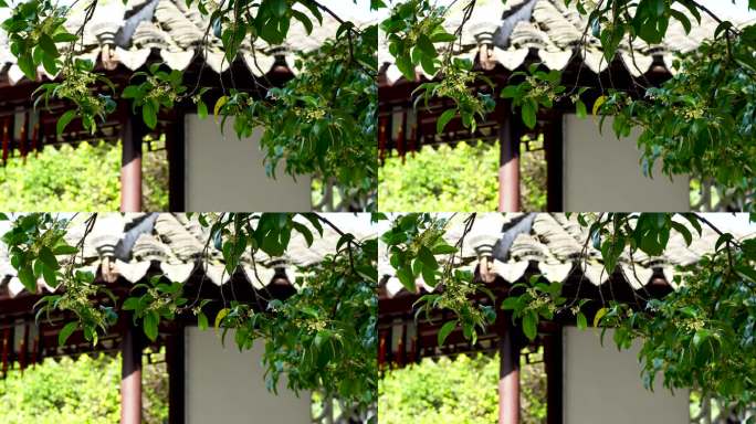 江南园林南京夫子庙瞻园庭院里的桂花树