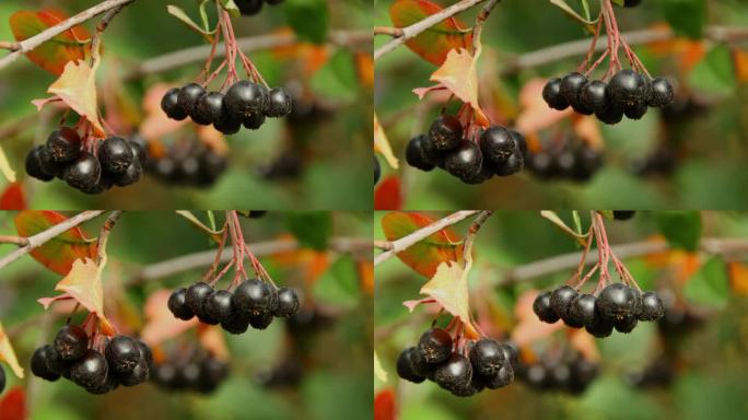 一束成熟的蔓越莓或黑果野樱草特写