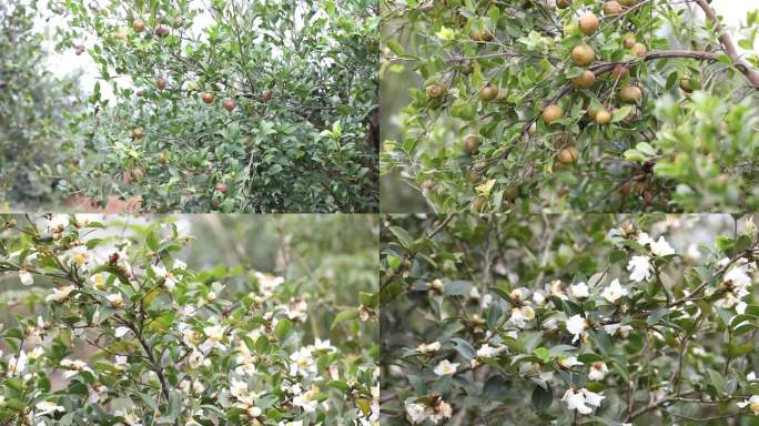 油茶之乡的油茶果实和油茶花