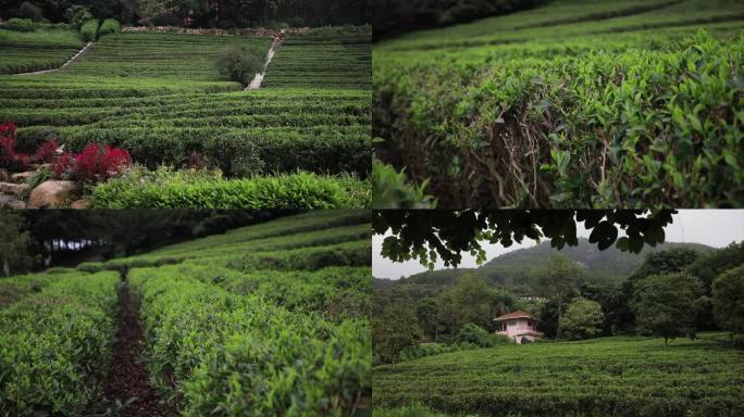 实拍茶田风景