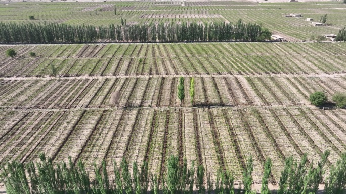 新疆吐鲁番吐峪沟葡萄种植