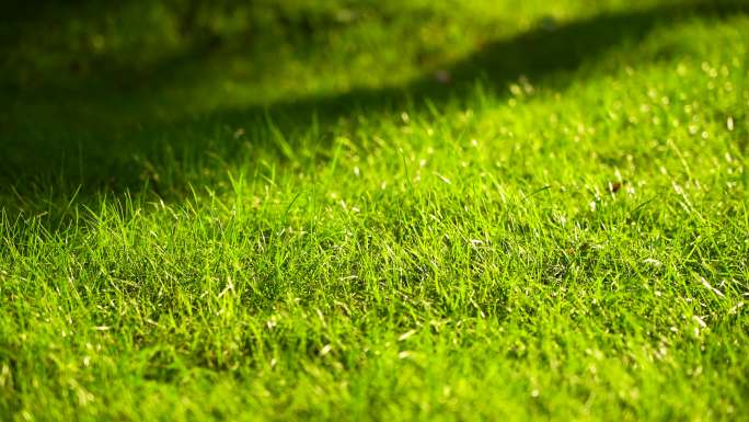 阳光和风中草地草坪清新的唯美空镜