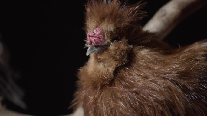 长着红色羽毛的毛茸茸的大鸡，农场动物的工作室镜头，4k