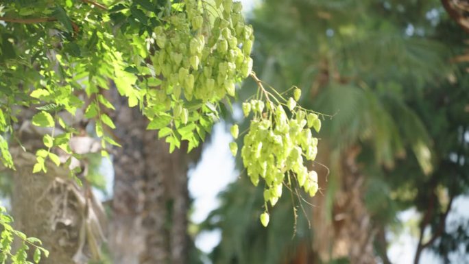 在一个阳光明媚的日子里，绿色的水果蒴果像盒子一样挂在一棵白莲子树上，背景是棕榈树。