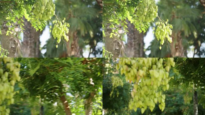 在一个阳光明媚的日子里，绿色的水果蒴果像盒子一样挂在一棵白莲子树上，背景是棕榈树。