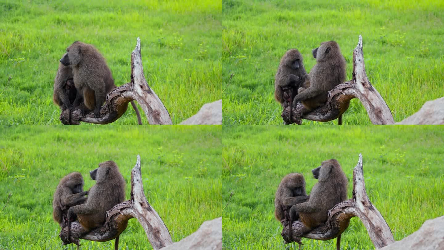 在坦桑尼亚的森林里，橄榄狒狒一家坐在草地上的死树上