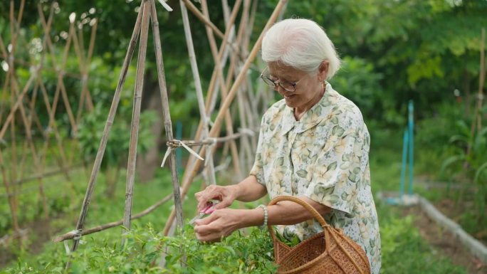 快乐的亚洲老太太在自家花园里园艺和种植植物。老妇人在后院摘辣椒。退休生活理念