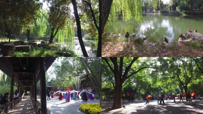 紫竹院公园北京晨练游园跳舞游黄叶金秋季节