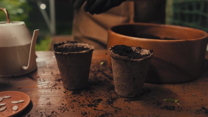 园丁的双手用种子浇灌泥炭盆