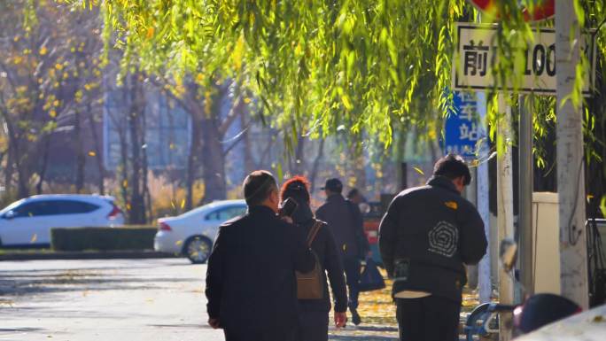 城市的秋 一叶知秋 秋叶飘落