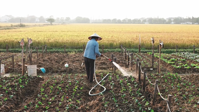 农民手工种植蔬菜，用水浇灌。