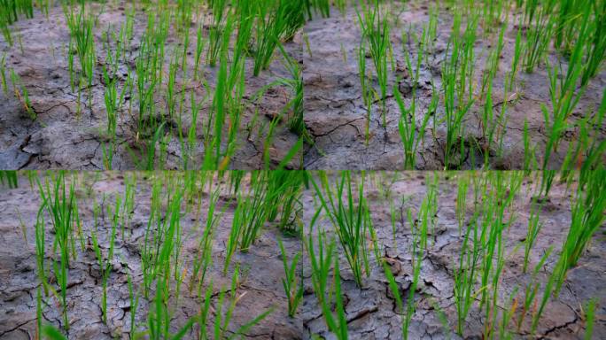 稻田里，水稻等着雨水，土地土壤干燥，不下雨，泰国